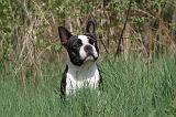 BOSTON TERRIER 168
